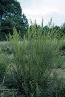 Image of tarragon