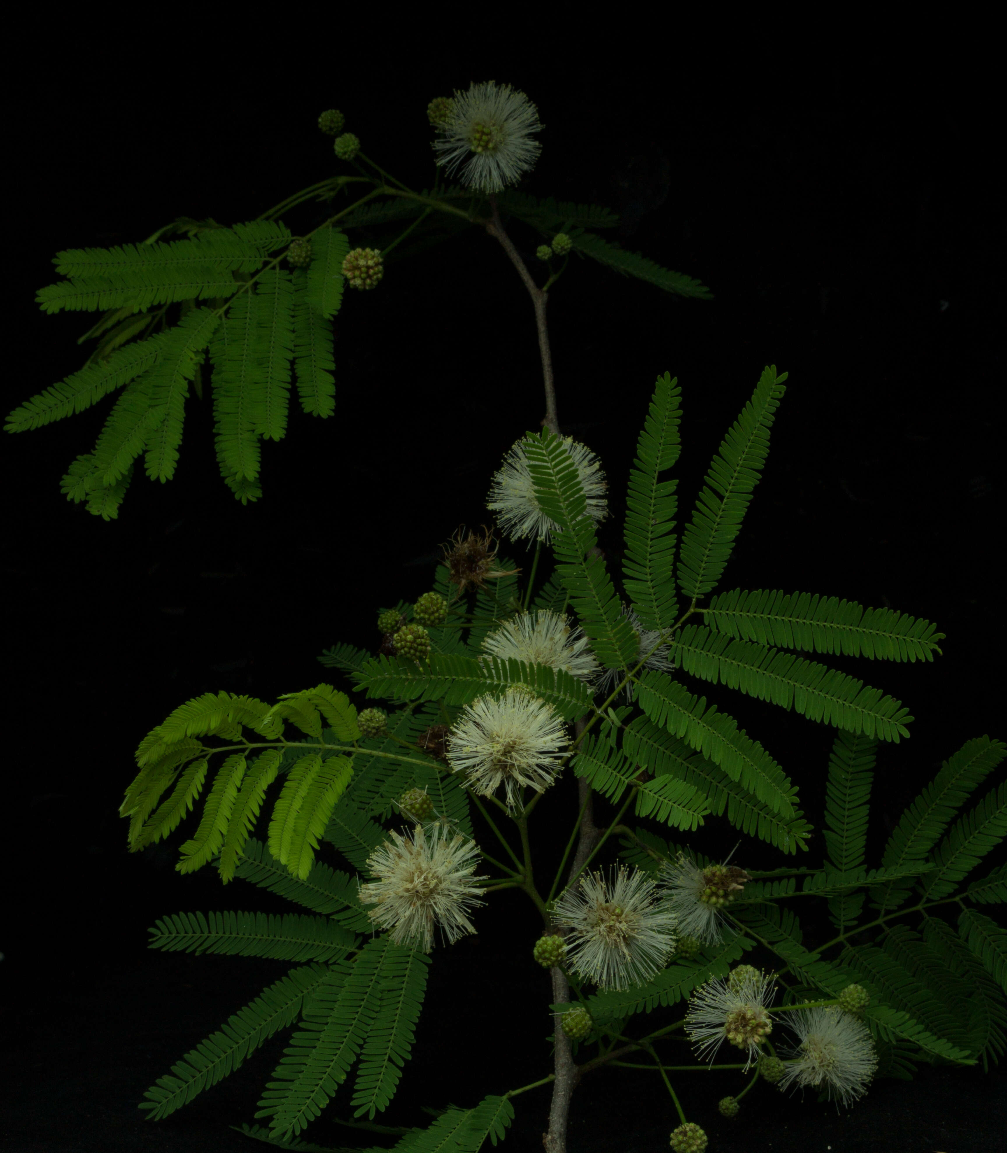 Plancia ëd Lysiloma divaricatum (Jacq.) J. F. Macbr.