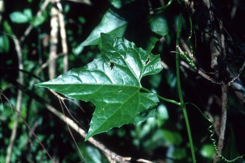 Image of cyclanthera