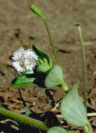 Imagem de Boerhavia repens L.