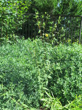 Image of Small Woodland Sunflower