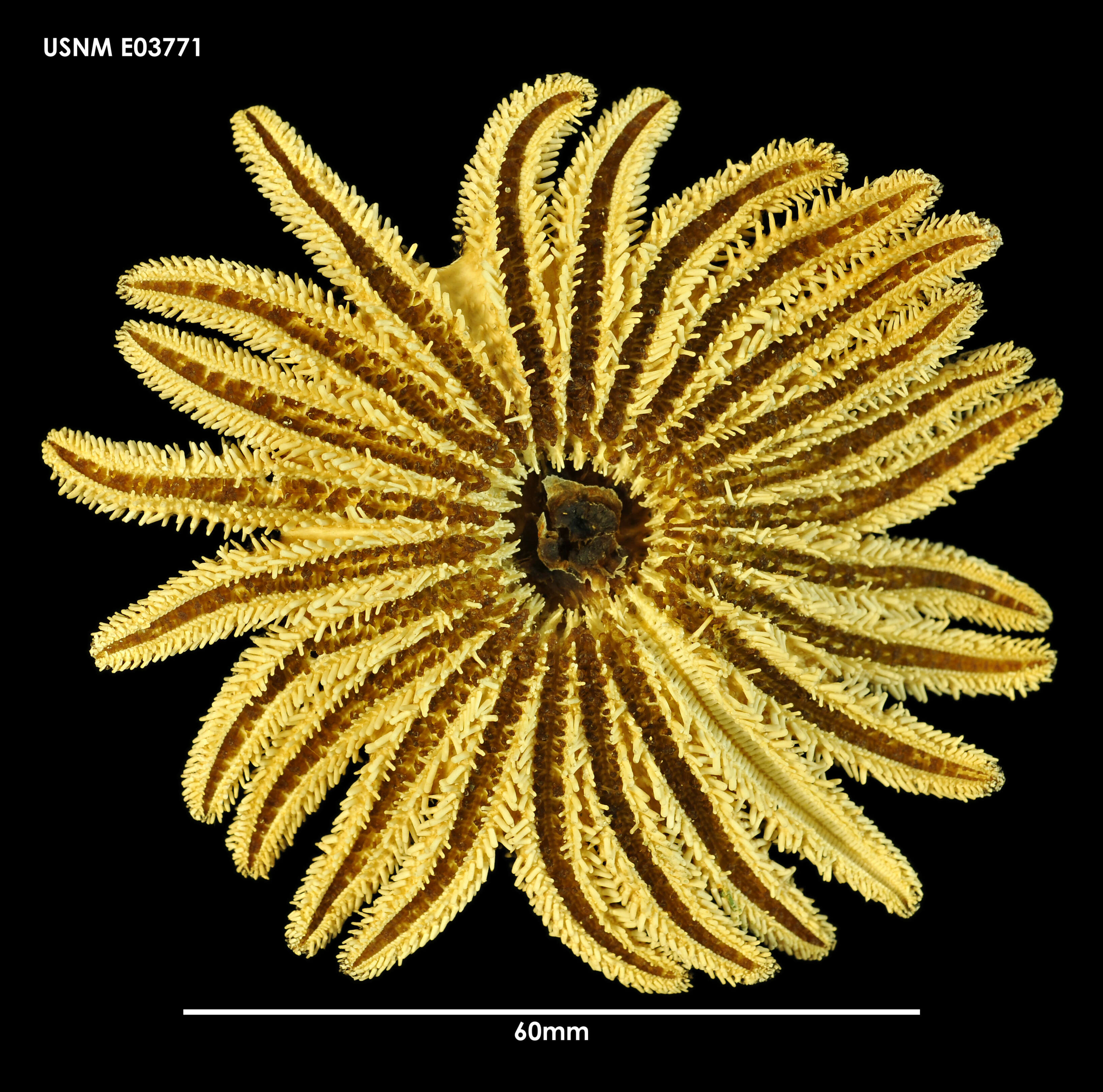 Image of Heliaster canopus Valenciennes