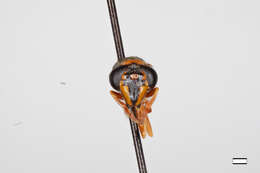 Image of Polybiomyia