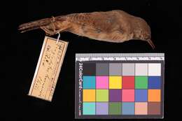 Image of Troglodytes aedon chilensis Lesson & R 1830