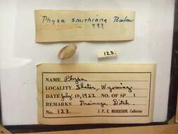 Physella gyrina (Say 1821) resmi