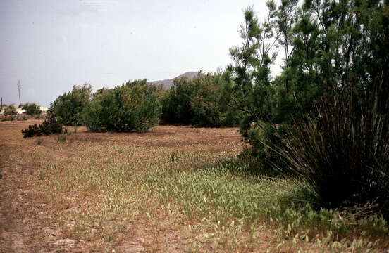 Image de Polypogon Desf.