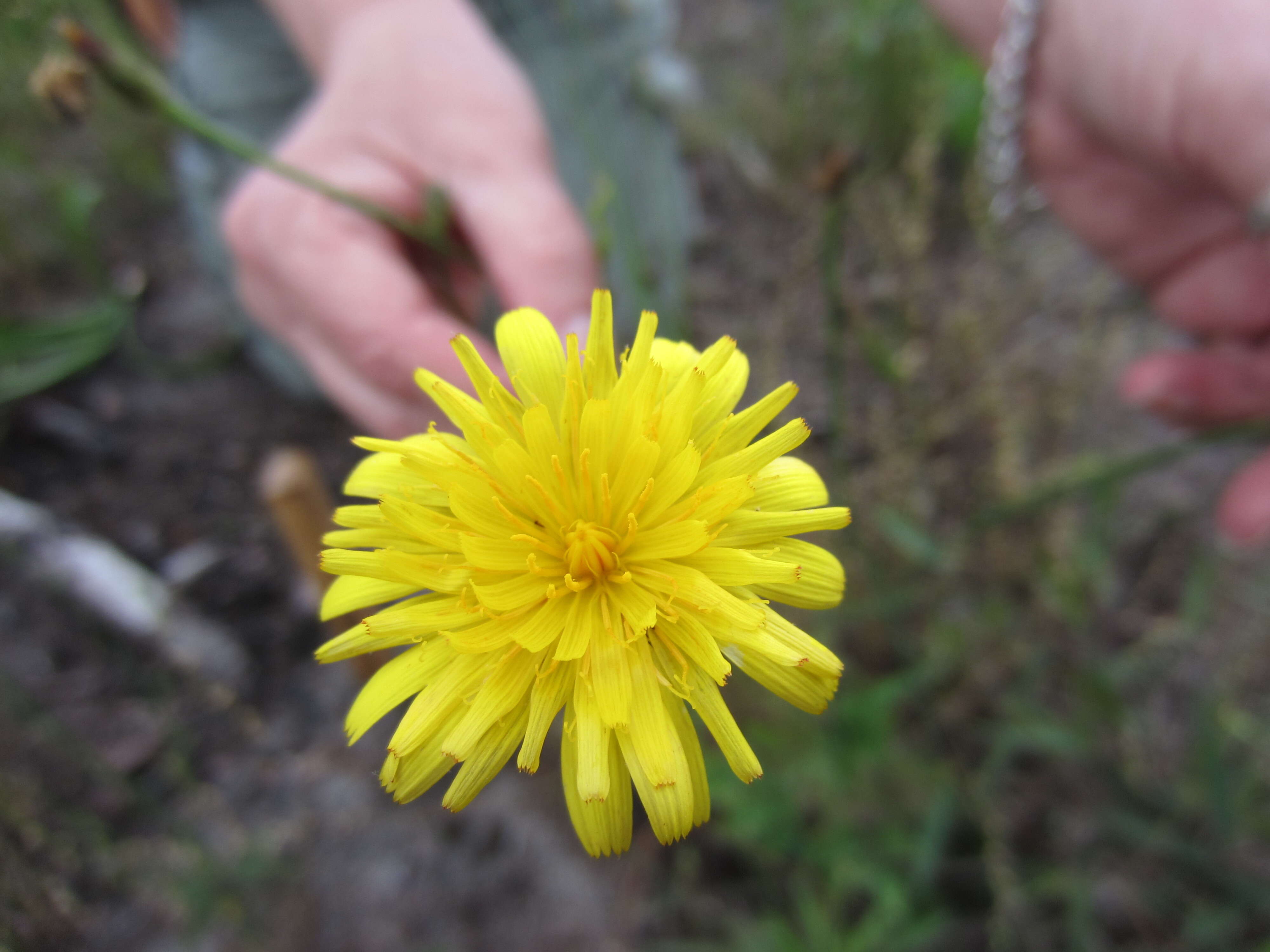 Image of Hairy Cat's-Ear