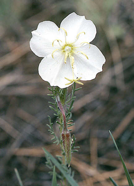 Image of crownleaf evening primrose