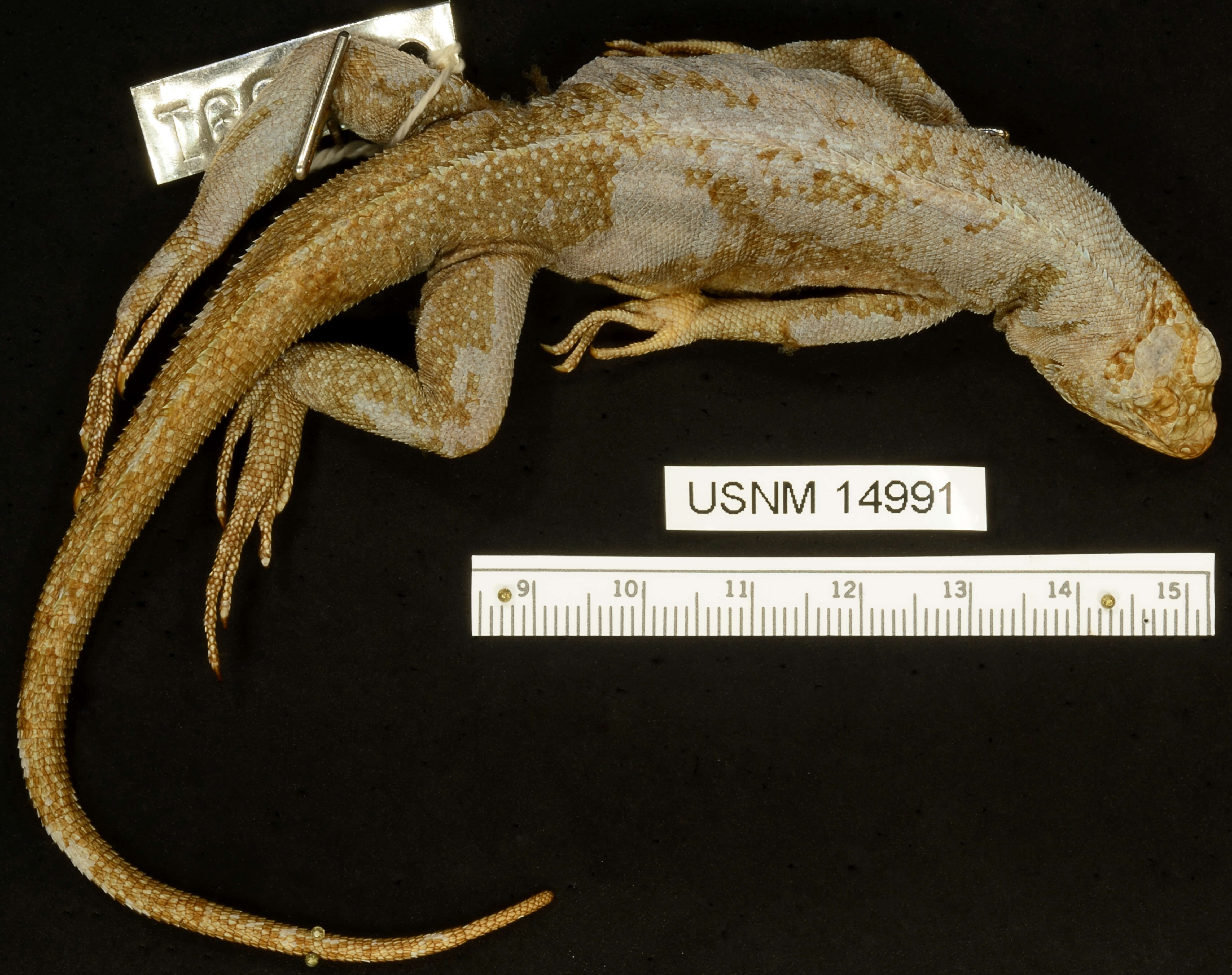 Image of Common Pacific Iguana