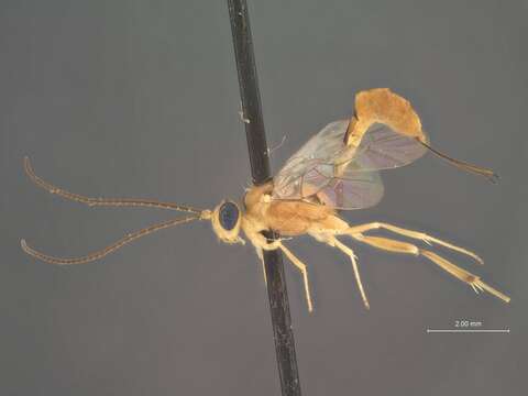 Image of Trathala acrobasis Dasch 1979