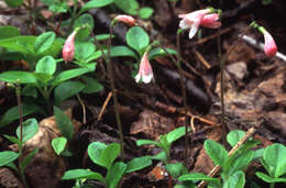 Image of Twinflower