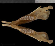 Sciurus aureogaster nigrescens Bennett 1833的圖片
