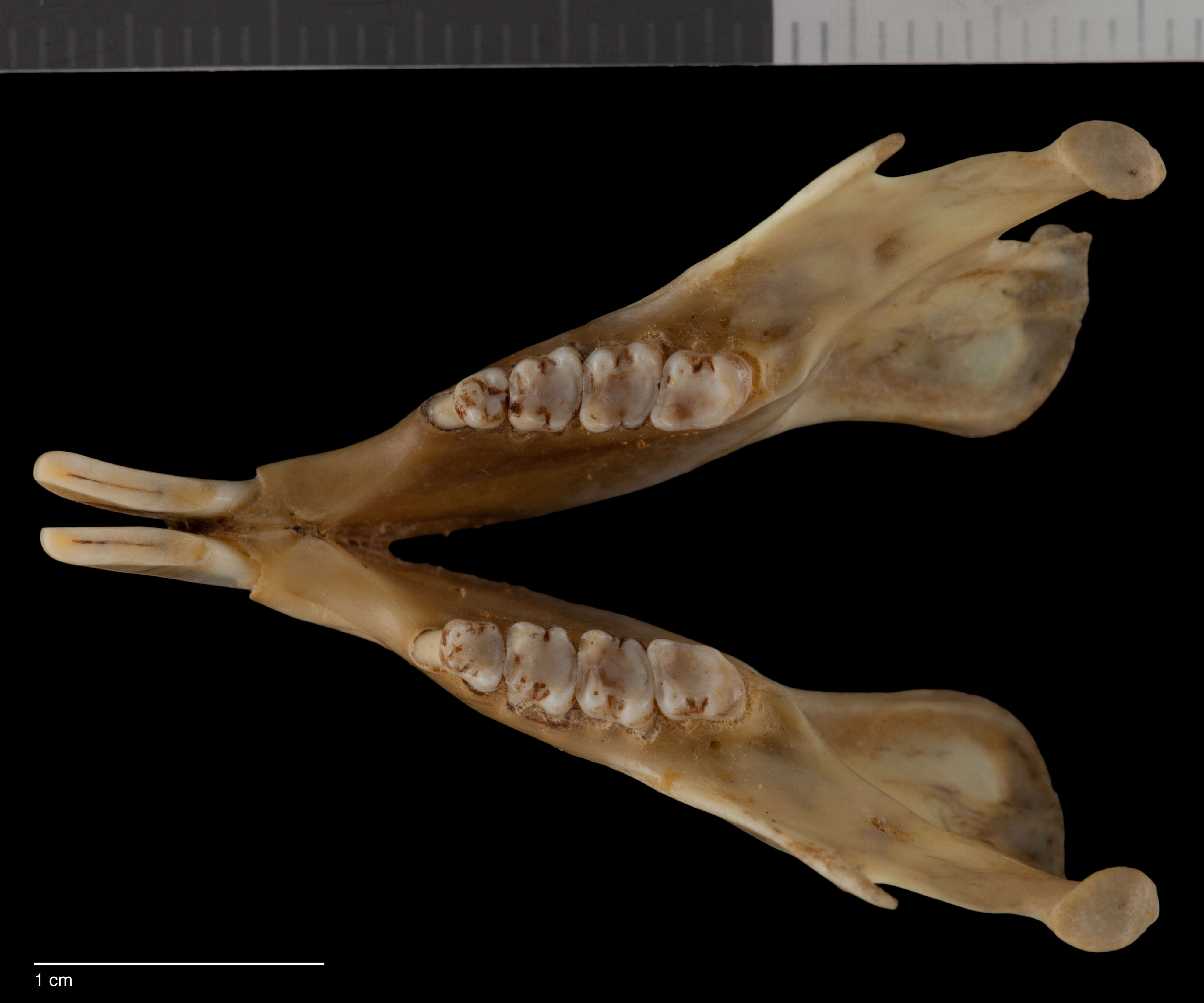 Image of Sciurus aureogaster nigrescens Bennett 1833