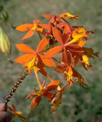 Plancia ëd Epidendrum obrienianum Rolfe