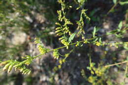 Image of Atlantic goldenrod