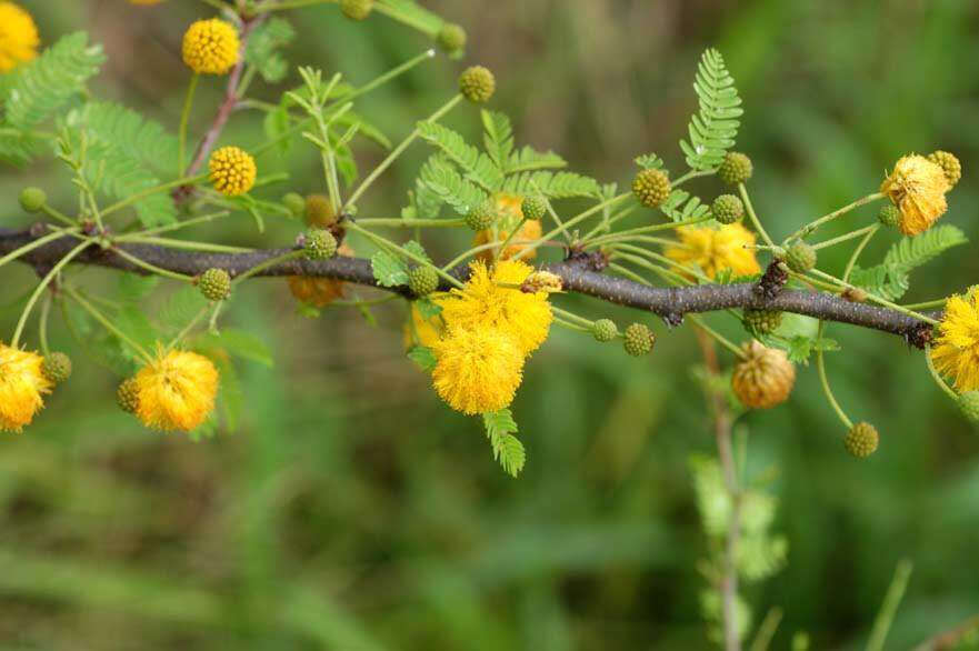 Image of Vachellia farnesiana (L.) Wight & Arn.