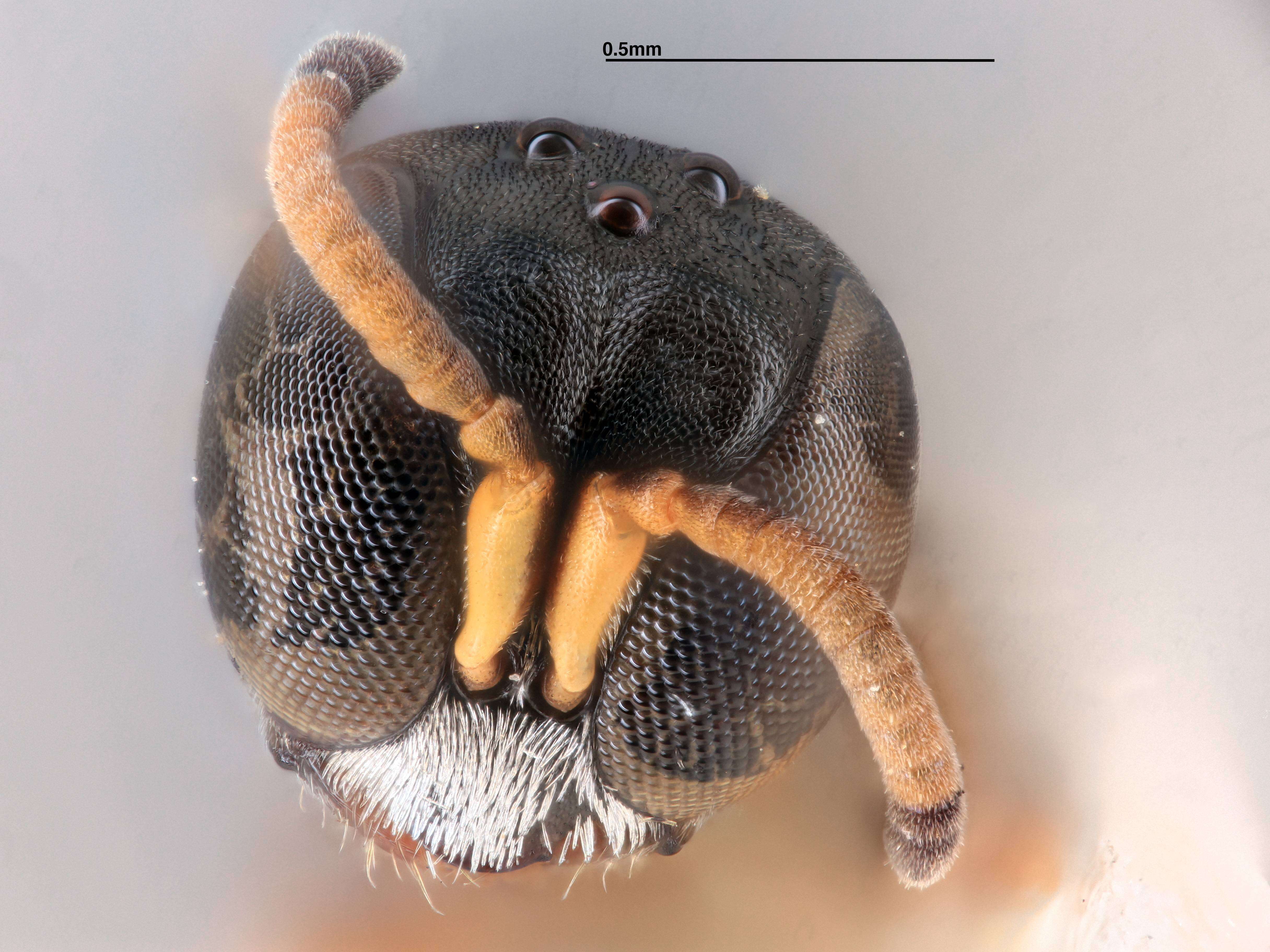 Image of Rhopalum murotai Tsuneki 1973
