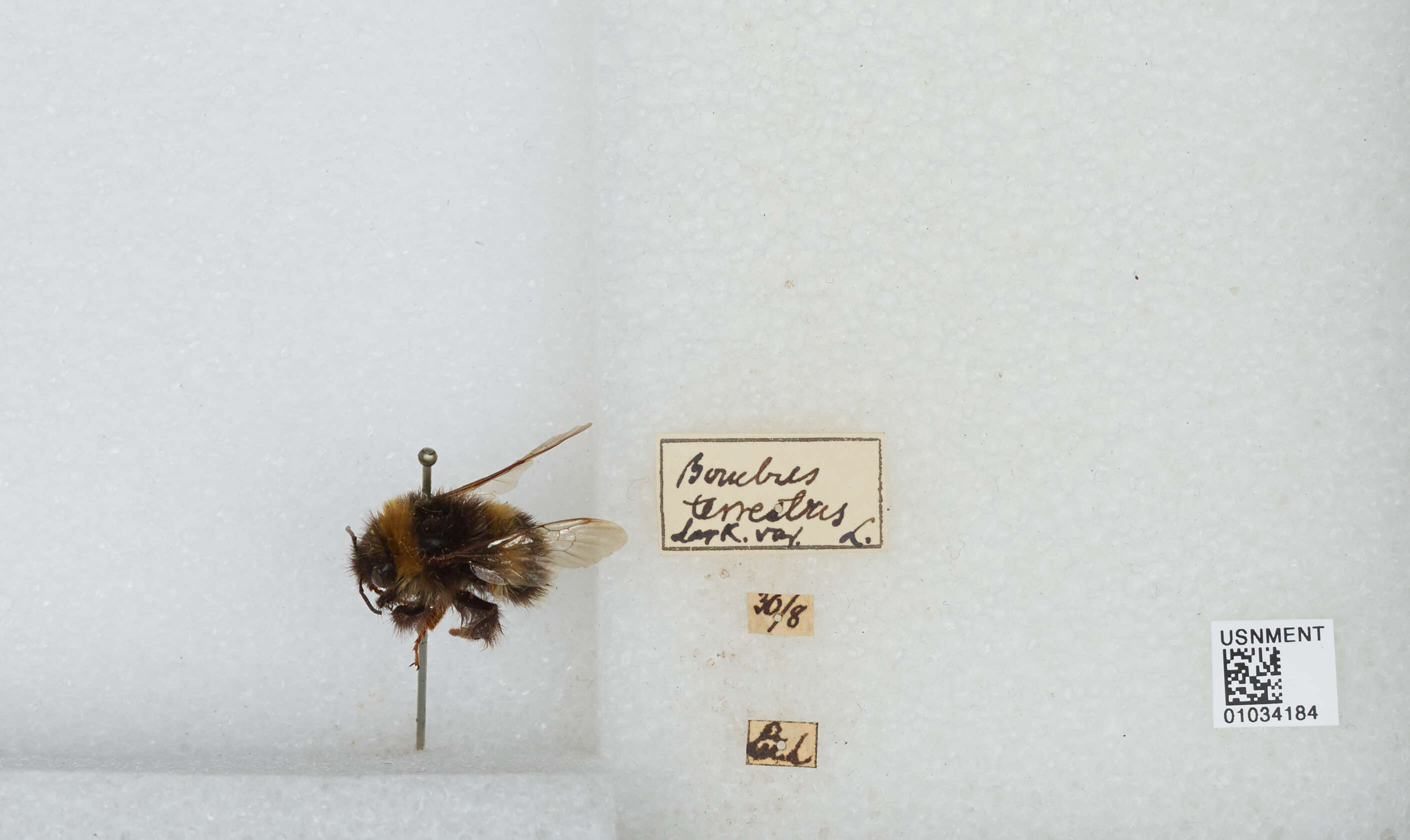 Image of Buff-tailed bumblebee