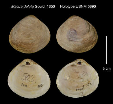 Image de Cyclomactra Dall 1895