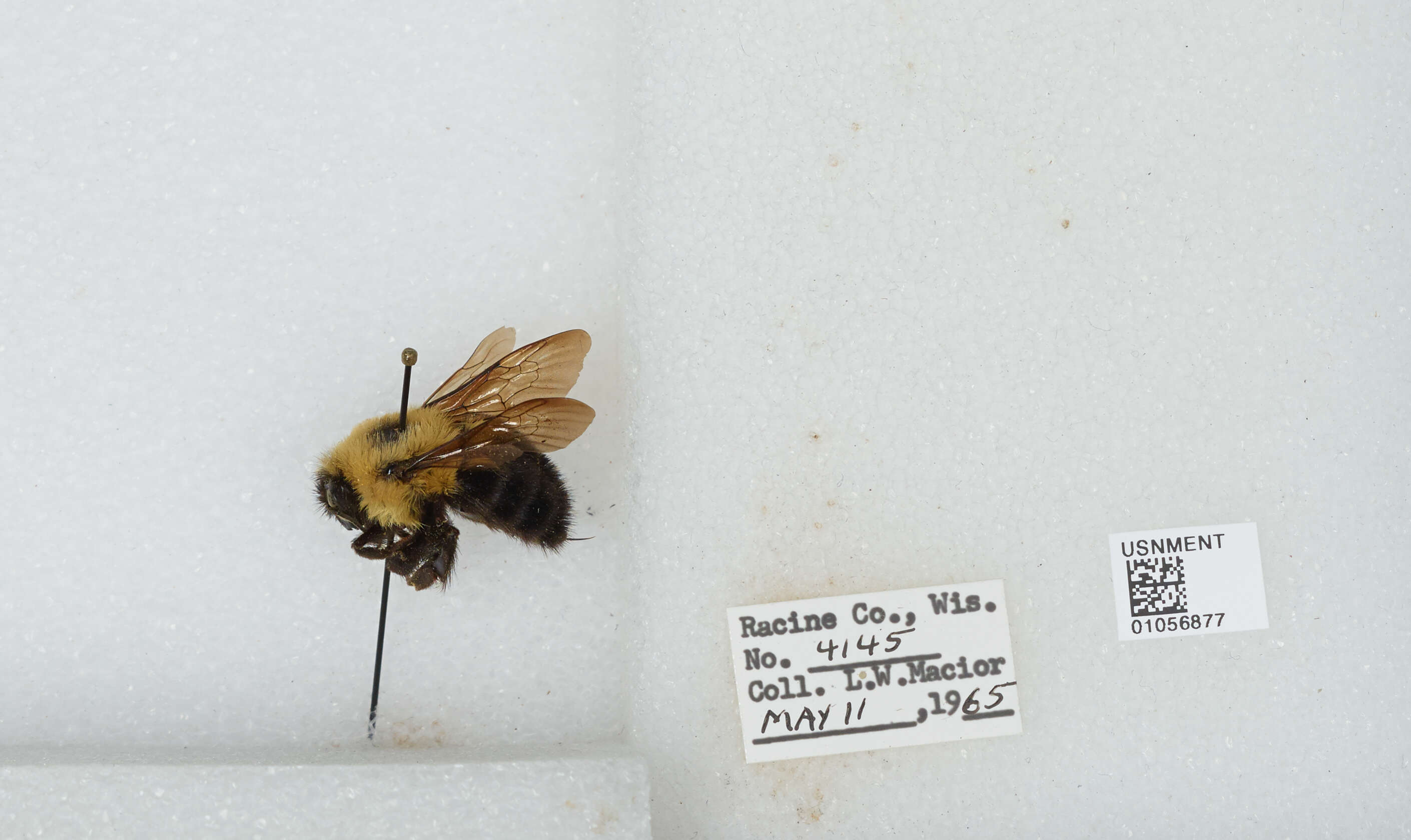 صورة Bombus bimaculatus Cresson 1864