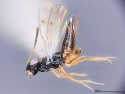 صورة Plutothrix aerata Heydon 1997