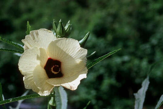 Image of okra