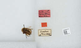 Image de Bombus insularis (Smith 1861)