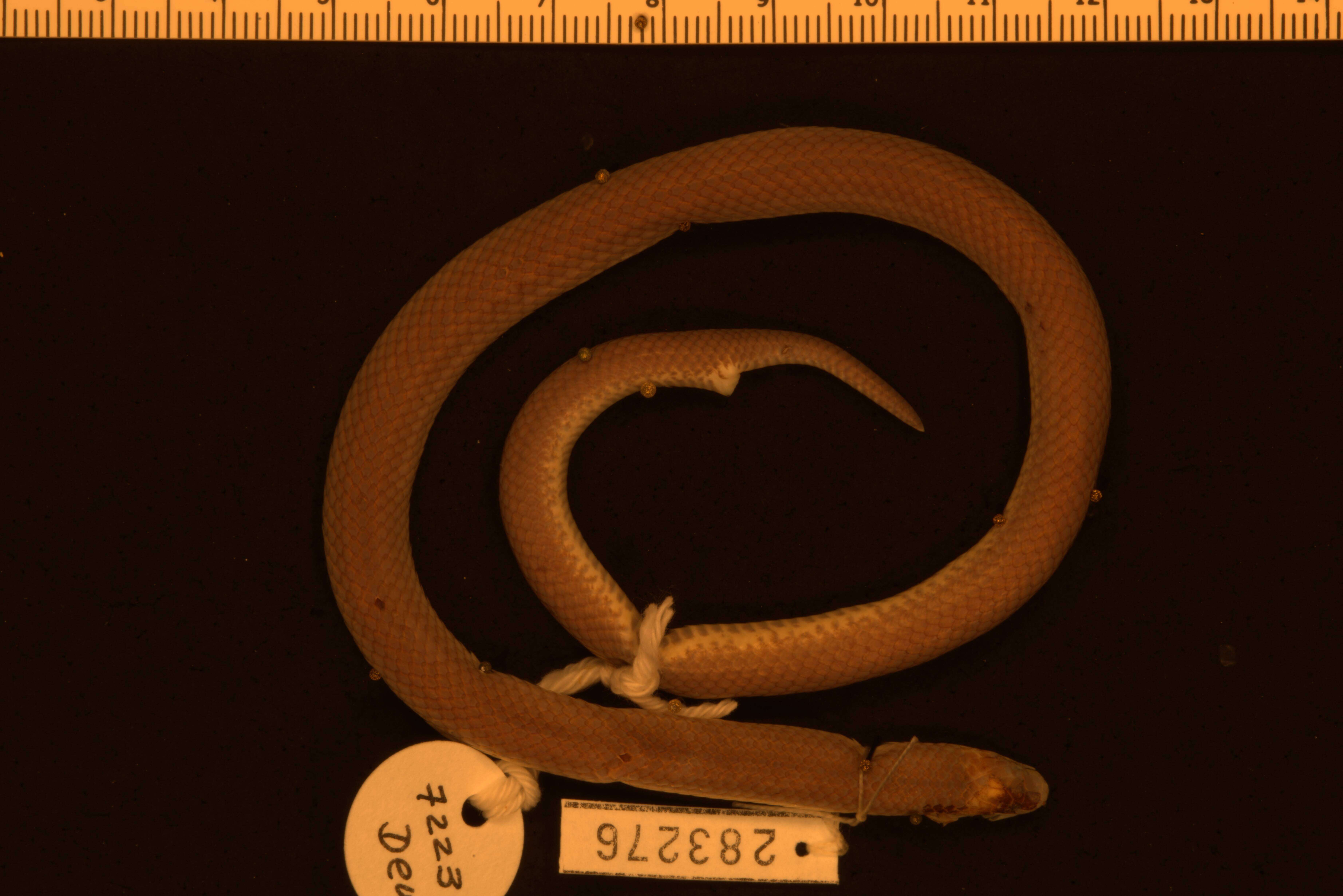 Image of Atractus Wagler 1828