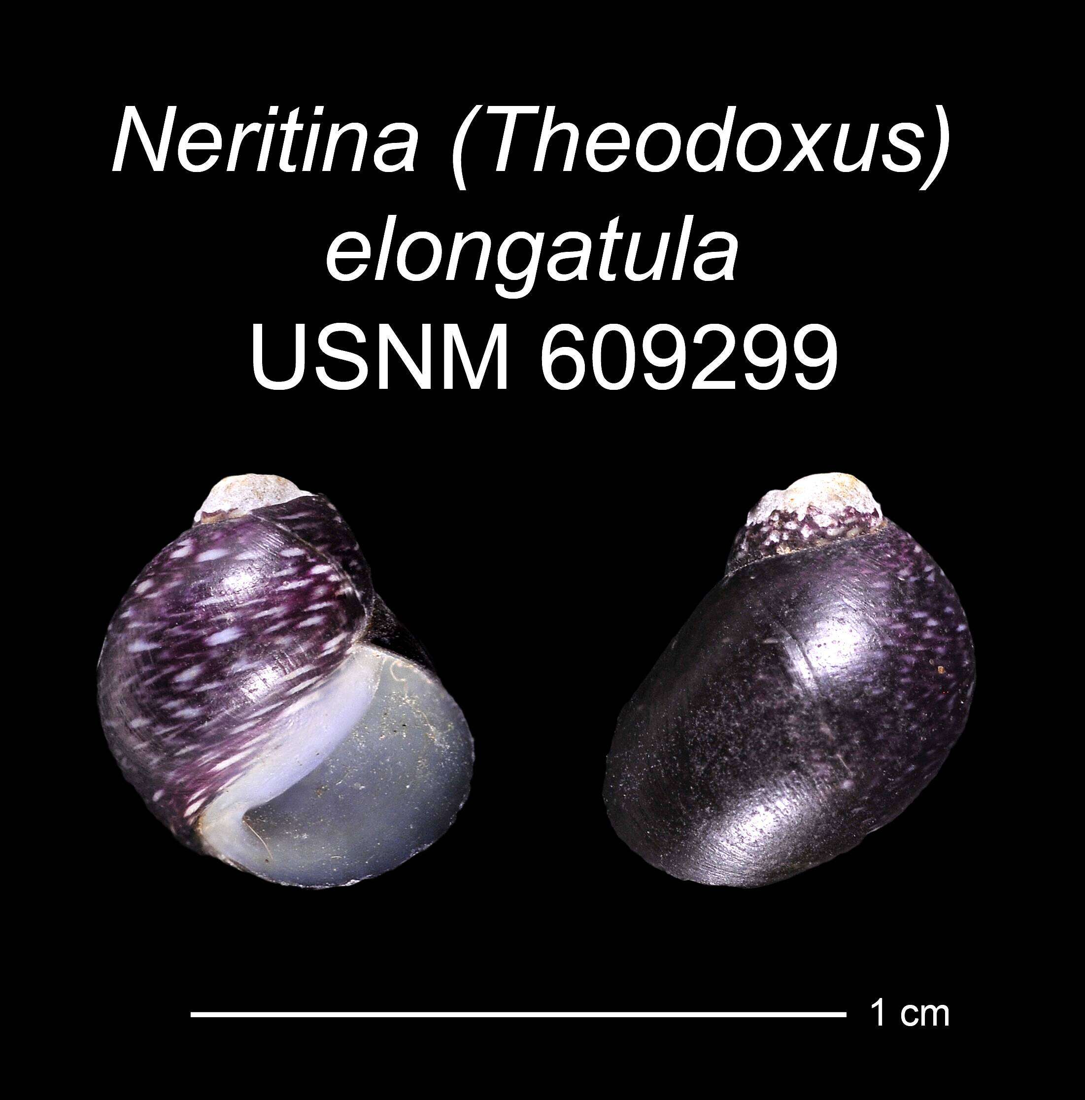 Image of <i>Neritina elongatula</i> Morelet 1845