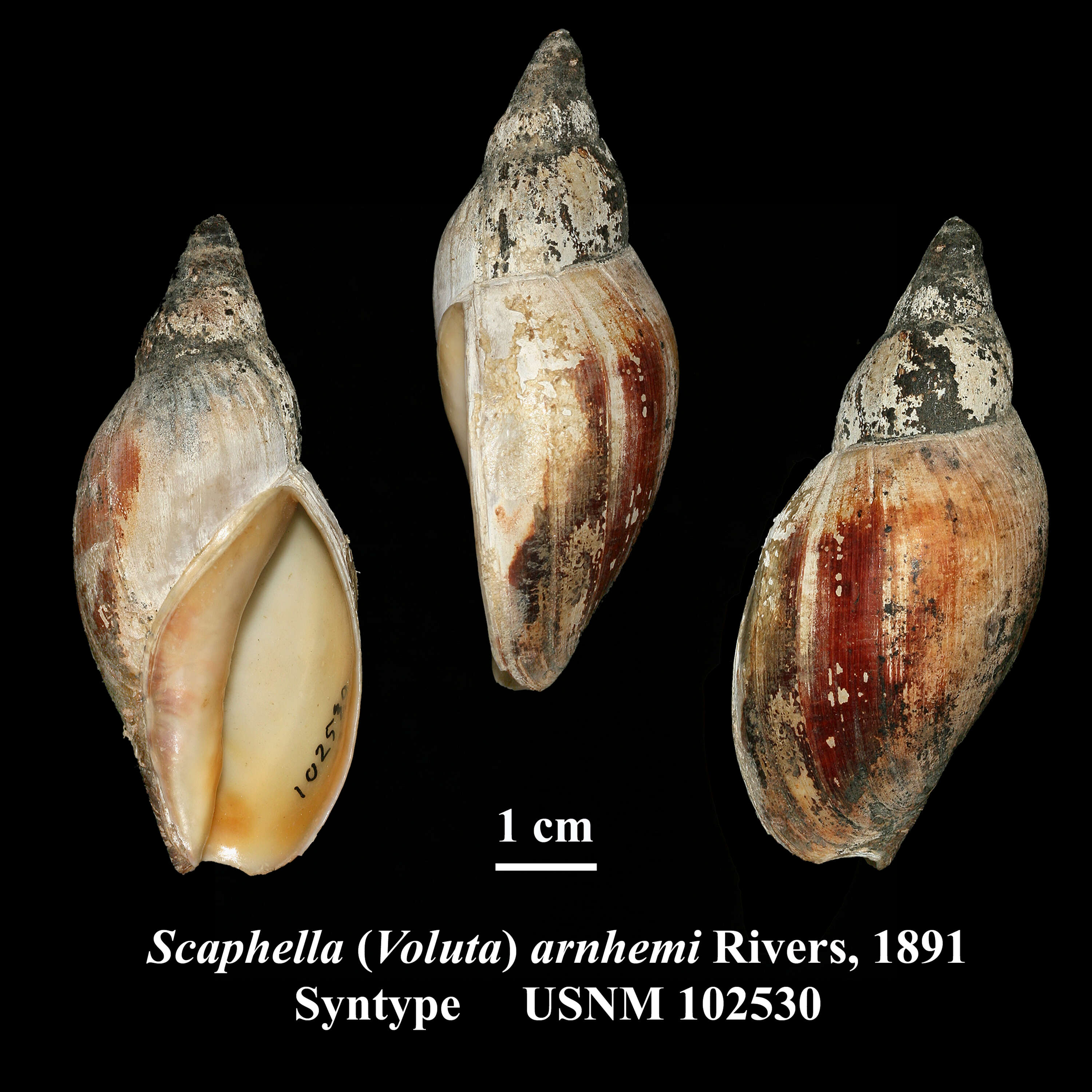 Sivun Adelomelon ancilla (Lightfoot 1786) kuva