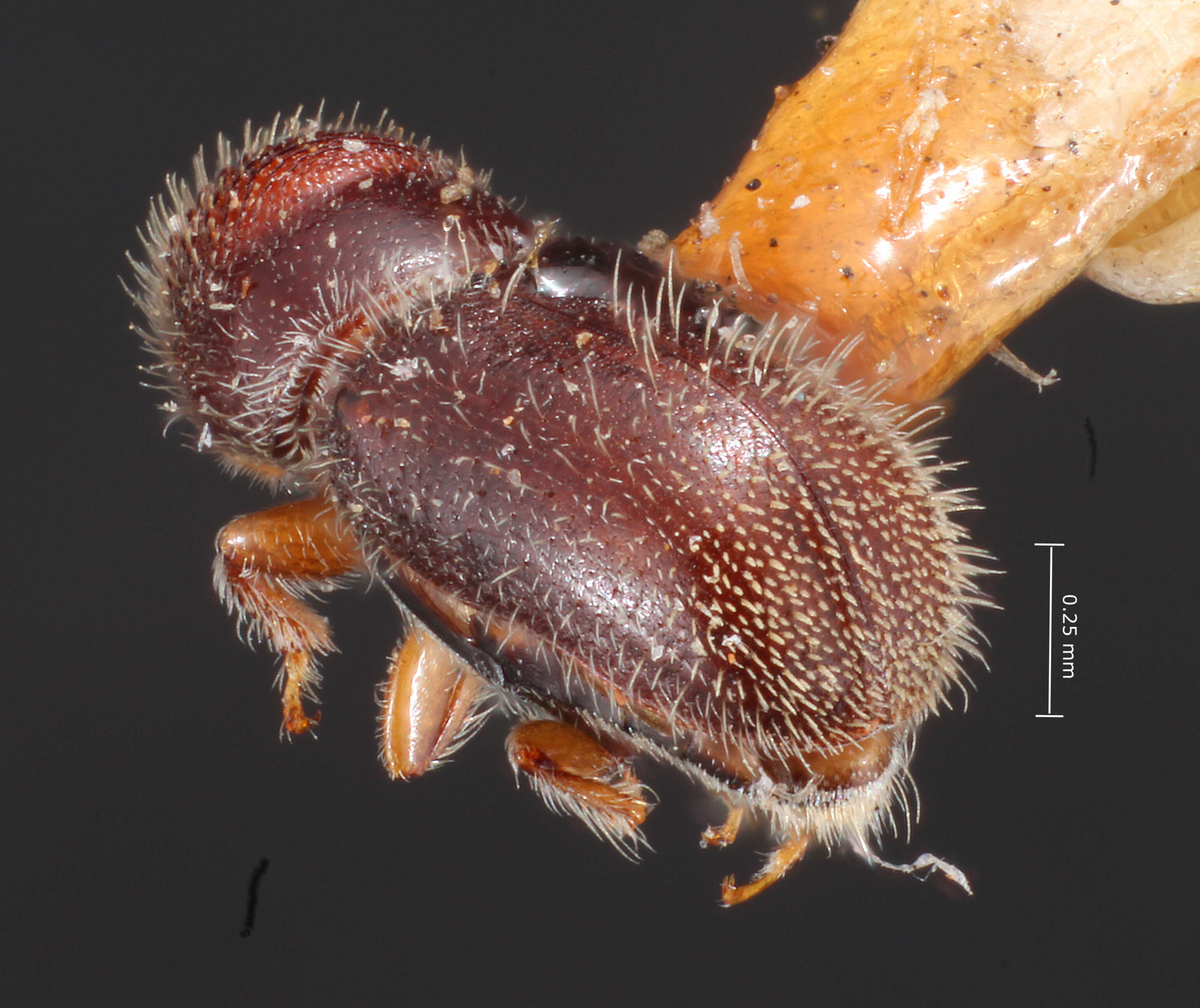 Image of Pseudopityophthorus pubescens Blackman 1931