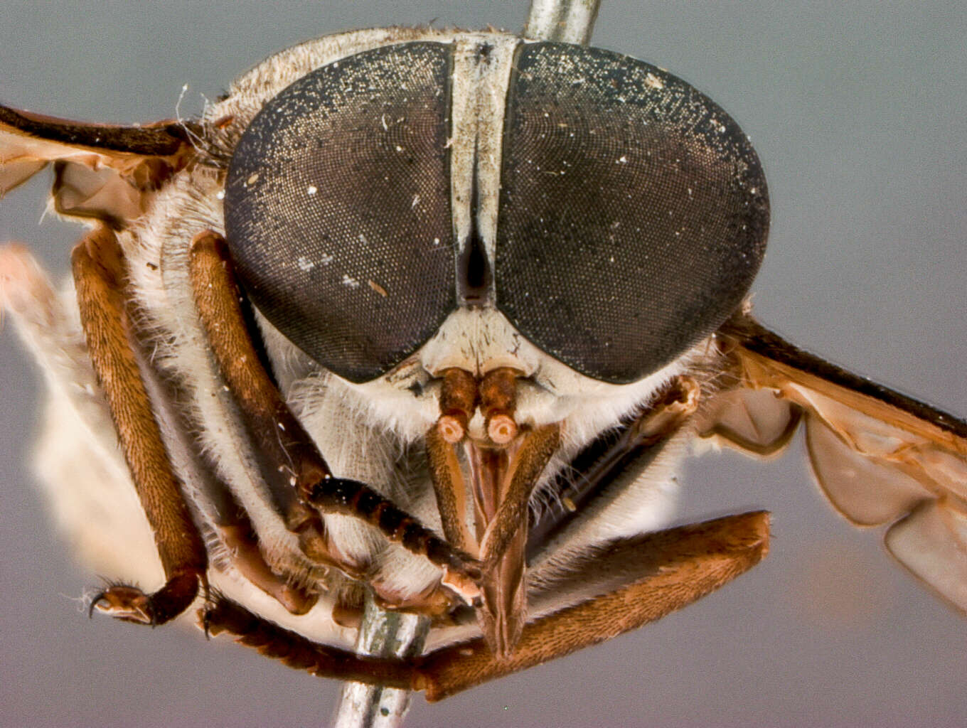 صورة Tabanus tenebrosus Walker 1854