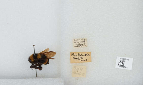 Image of Bombus medius Cresson 1864