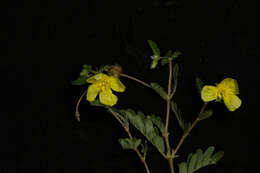 Image of Jamaican feverplant