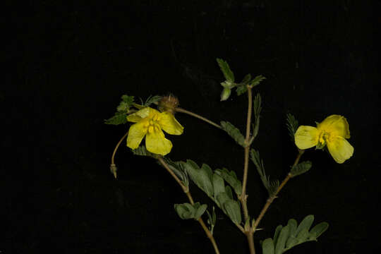 Image de Tribulus cistoides L.