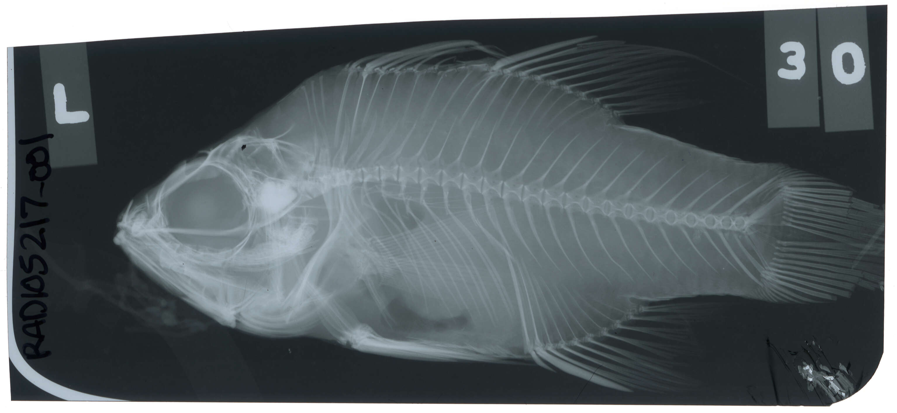 Ostorhinchus griffini (Seale 1910)的圖片