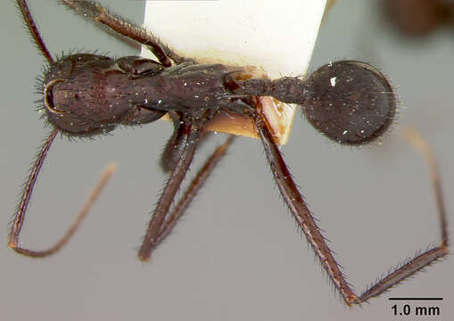 Aphaenogaster lustrans Smith 1961的圖片