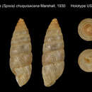 Image of <i>Odontostomus chuquisacana</i> Marshall