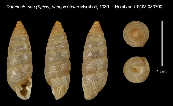 Image of <i>Odontostomus chuquisacana</i> Marshall