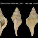 صورة Eupleura limata Dall 1890