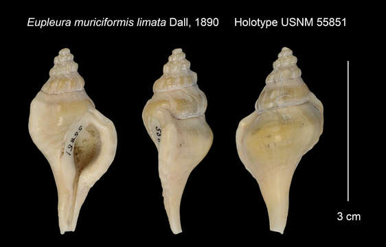 Image of Eupleura limata Dall 1890