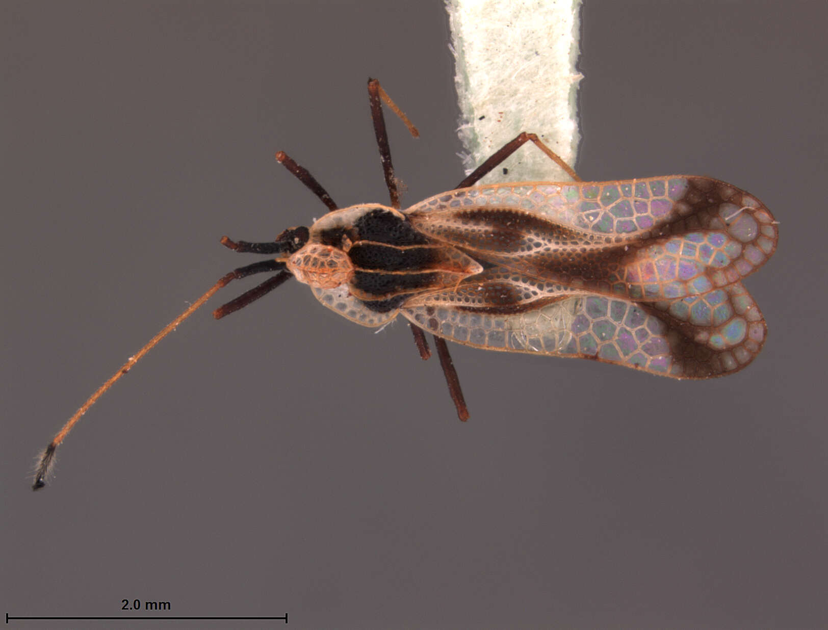 Image of Leptopharsa madrigali Froeschner 1989