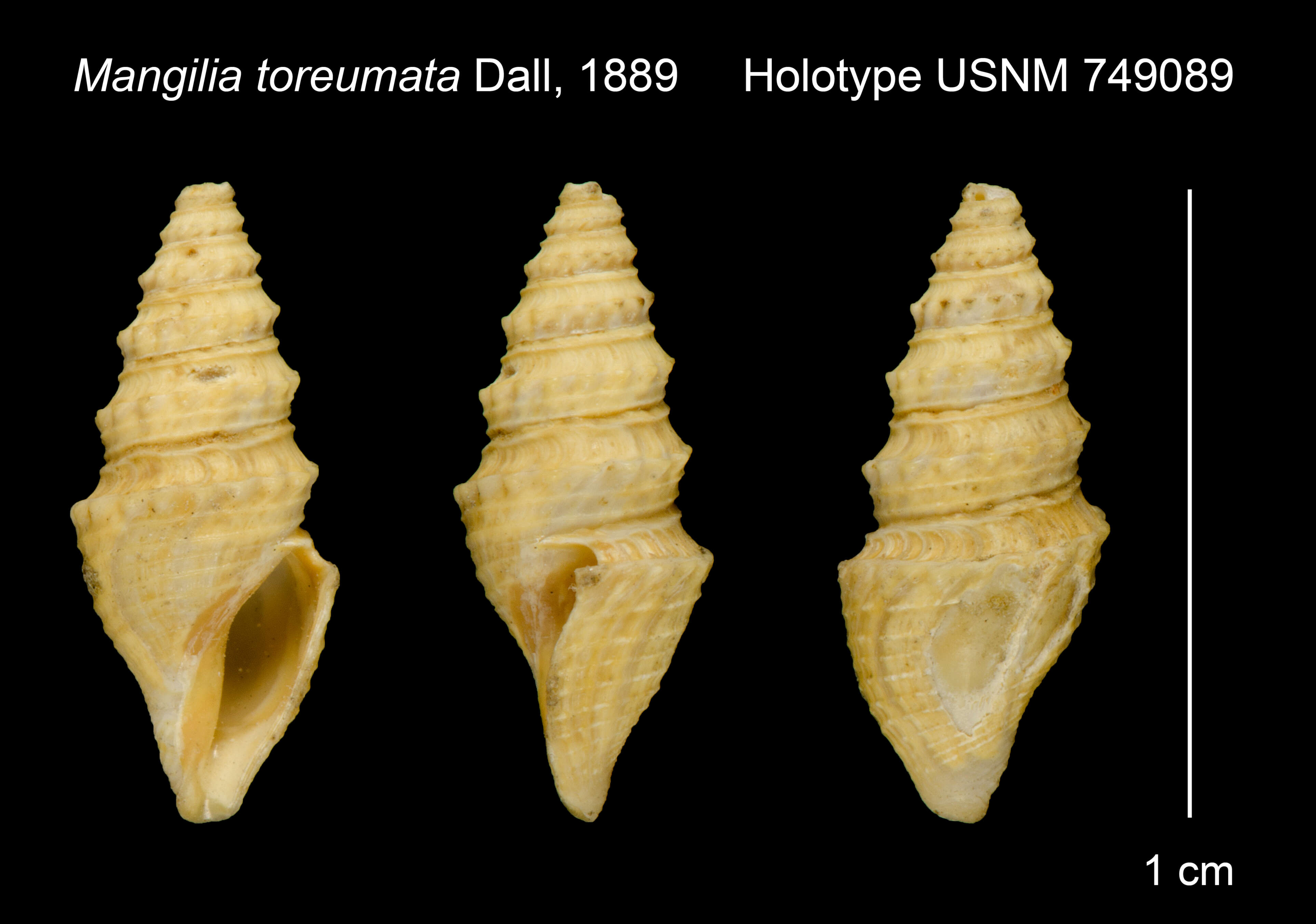 Image of Mangelia toreumata (Dall 1889)