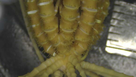 Image of Thalassometridae