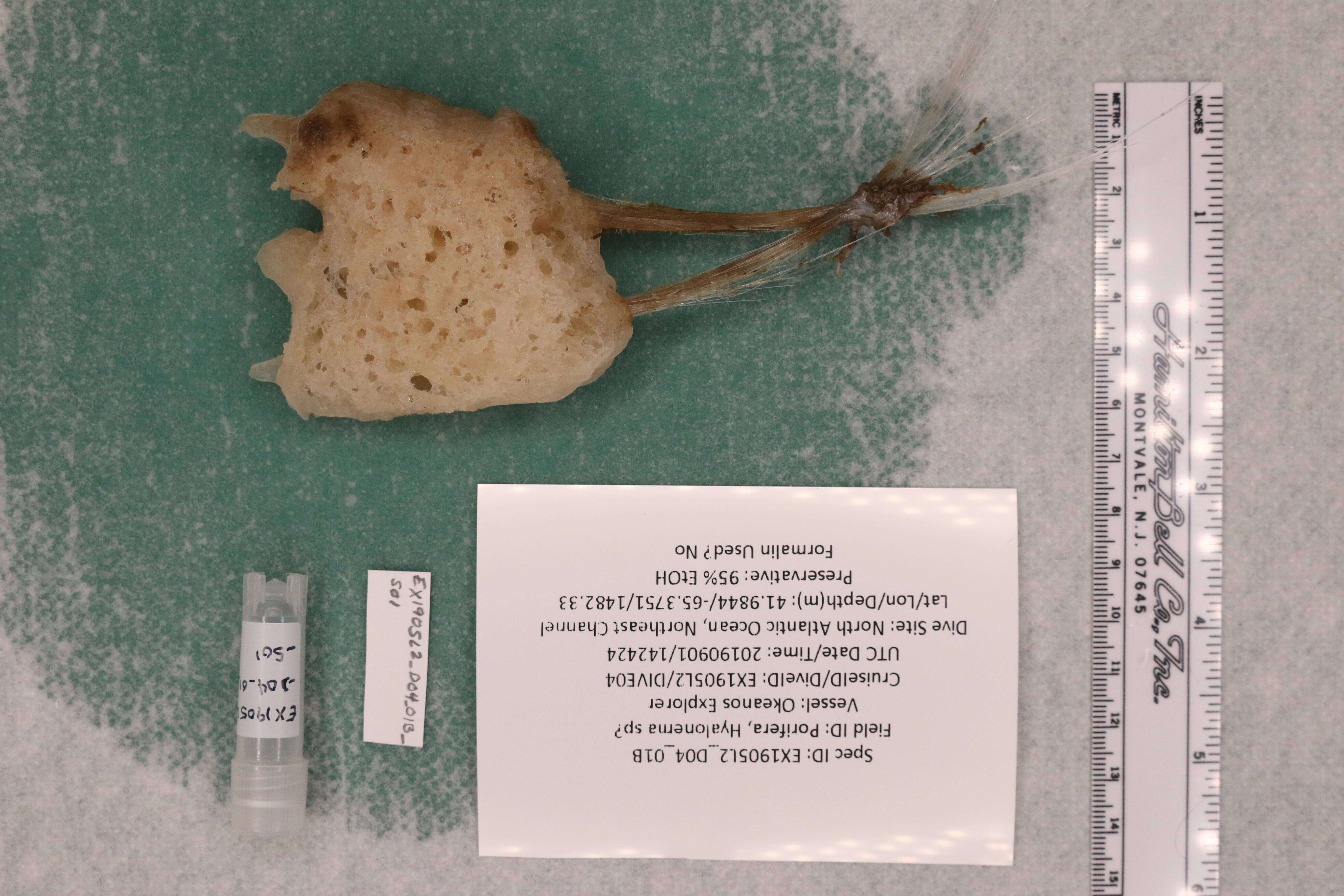 Sivun Hyalonema subgen. Hyalonema Gray 1832 kuva