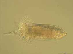 Image of Spinoloricus Heiner & Neuhaus 2007