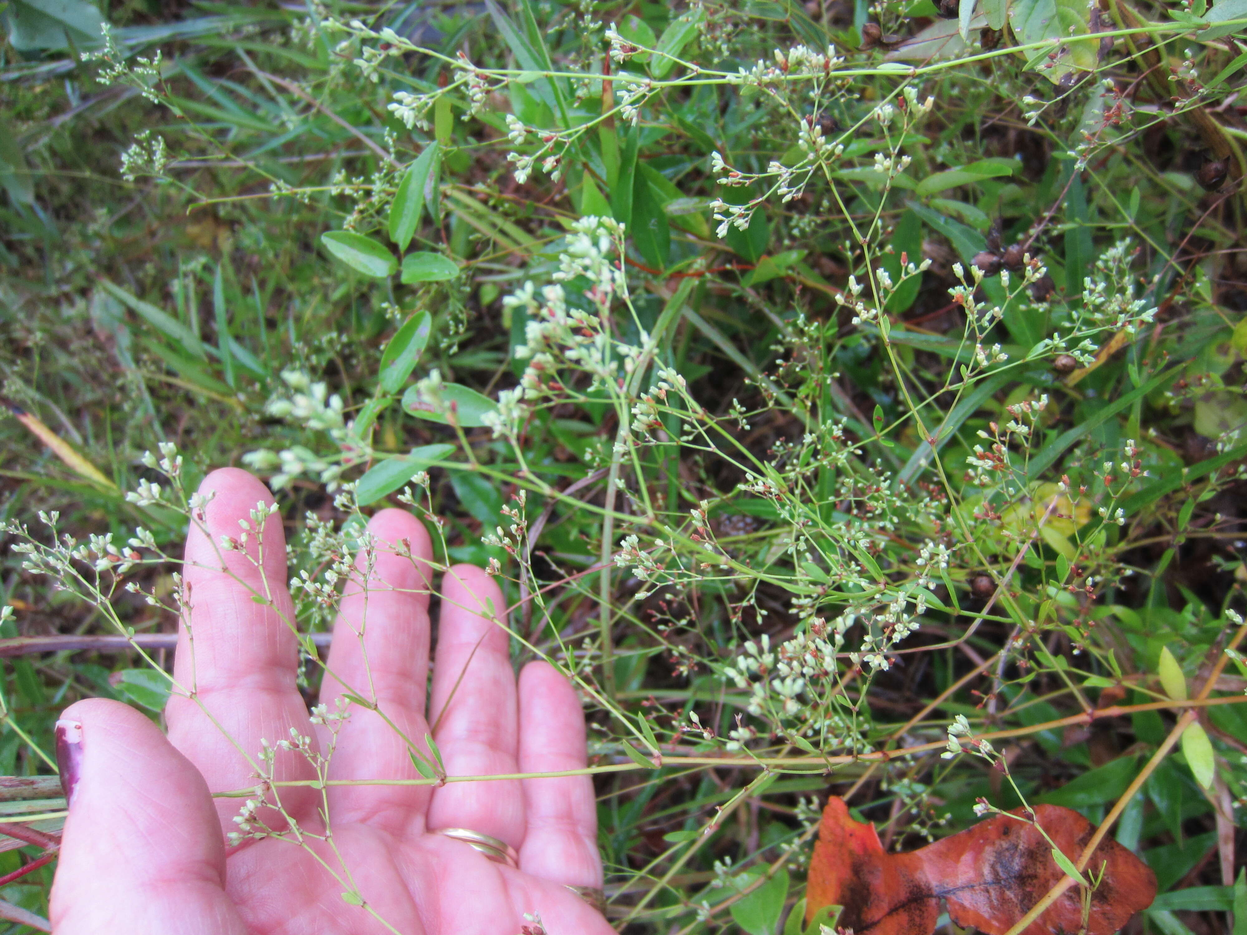 صورة Paronychia baldwinii subsp. riparia (Chapm.) D. B. Ward