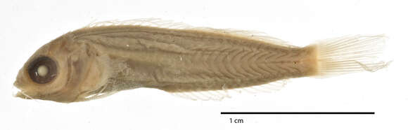 Слика од Cirripectes vanderbilti (Fowler 1938)