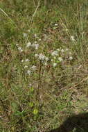 Image of blueflower eryngo