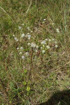 Eryngium integrifolium Walt. resmi